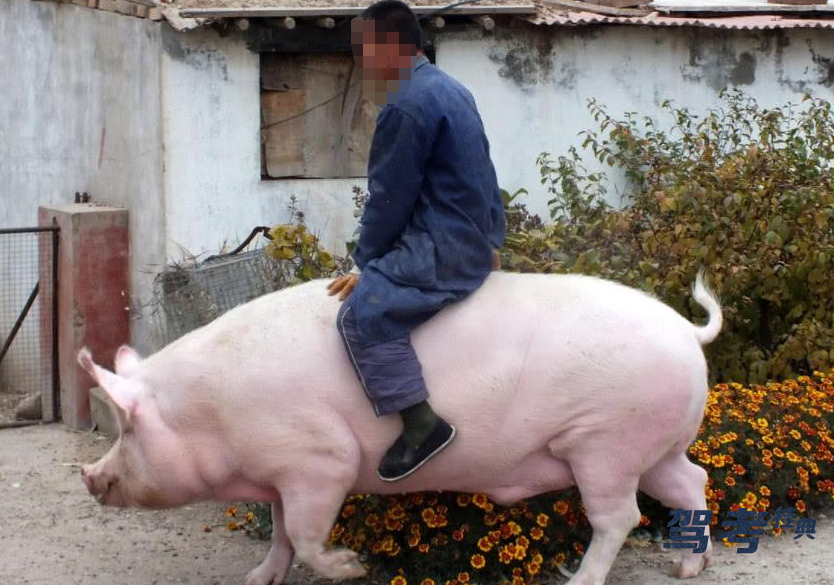 聪明的人考驾照